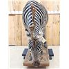 Image 3 : Awesome Zebra Full Body Taxidermy Mount