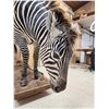 Image 4 : Awesome Zebra Full Body Taxidermy Mount