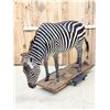 Image 5 : Awesome Zebra Full Body Taxidermy Mount