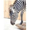 Image 6 : Awesome Zebra Full Body Taxidermy Mount