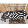 Image 7 : Awesome Zebra Full Body Taxidermy Mount