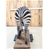 Image 8 : Awesome Zebra Full Body Taxidermy Mount