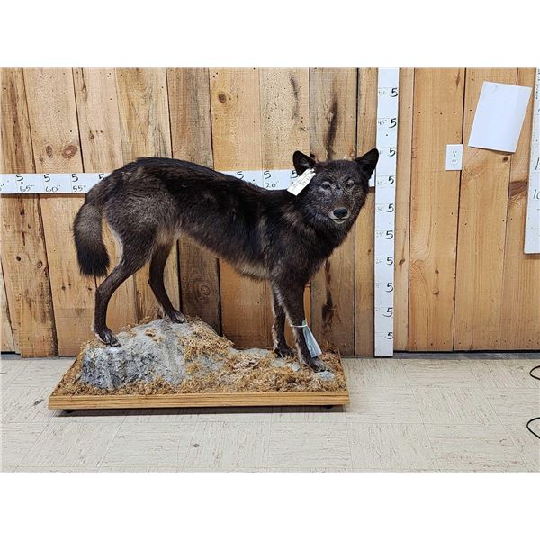 Alaskan Bkack Wolf Full Body Taxidermy Mount