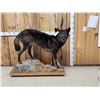 Image 1 : Alaskan Bkack Wolf Full Body Taxidermy Mount