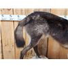 Image 2 : Alaskan Bkack Wolf Full Body Taxidermy Mount