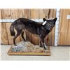 Image 3 : Alaskan Bkack Wolf Full Body Taxidermy Mount