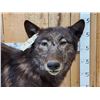 Image 4 : Alaskan Bkack Wolf Full Body Taxidermy Mount