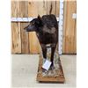 Image 5 : Alaskan Bkack Wolf Full Body Taxidermy Mount