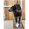 Image 6 : Alaskan Bkack Wolf Full Body Taxidermy Mount