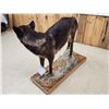Image 7 : Alaskan Bkack Wolf Full Body Taxidermy Mount