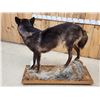 Image 8 : Alaskan Bkack Wolf Full Body Taxidermy Mount