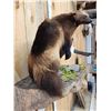 Image 10 : Awesome Canadian Wolverine Full Body Taxidermy Mount