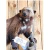 Image 11 : Awesome Canadian Wolverine Full Body Taxidermy Mount
