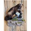 Image 12 : Awesome Canadian Wolverine Full Body Taxidermy Mount