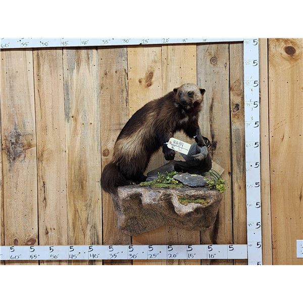Awesome Canadian Wolverine Full Body Taxidermy Mount
