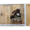 Image 1 : Awesome Canadian Wolverine Full Body Taxidermy Mount