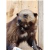 Image 2 : Awesome Canadian Wolverine Full Body Taxidermy Mount