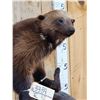 Image 3 : Awesome Canadian Wolverine Full Body Taxidermy Mount