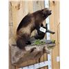 Image 4 : Awesome Canadian Wolverine Full Body Taxidermy Mount