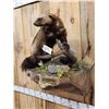 Image 5 : Awesome Canadian Wolverine Full Body Taxidermy Mount