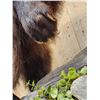 Image 7 : Awesome Canadian Wolverine Full Body Taxidermy Mount