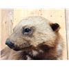 Image 8 : Awesome Canadian Wolverine Full Body Taxidermy Mount