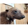 Image 9 : Awesome Canadian Wolverine Full Body Taxidermy Mount