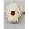 Image 3 : Canadian Wolverine Skull
