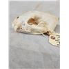 Image 4 : Canadian Wolverine Skull