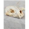 Image 5 : Canadian Wolverine Skull