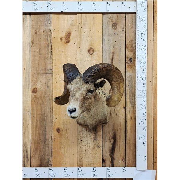 Bighorn Sheep Shoulder Mount Taxidermy
