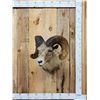 Image 1 : Bighorn Sheep Shoulder Mount Taxidermy
