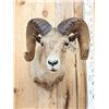 Image 2 : Bighorn Sheep Shoulder Mount Taxidermy