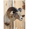 Image 3 : Bighorn Sheep Shoulder Mount Taxidermy