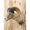 Image 4 : Bighorn Sheep Shoulder Mount Taxidermy
