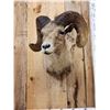 Image 5 : Bighorn Sheep Shoulder Mount Taxidermy