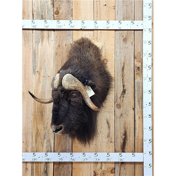 Musk Ox Shoulder Mount Taxidermy