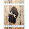 Image 1 : Musk Ox Shoulder Mount Taxidermy