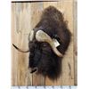 Image 2 : Musk Ox Shoulder Mount Taxidermy