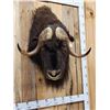 Image 3 : Musk Ox Shoulder Mount Taxidermy