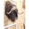 Image 4 : Musk Ox Shoulder Mount Taxidermy