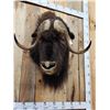 Image 5 : Musk Ox Shoulder Mount Taxidermy