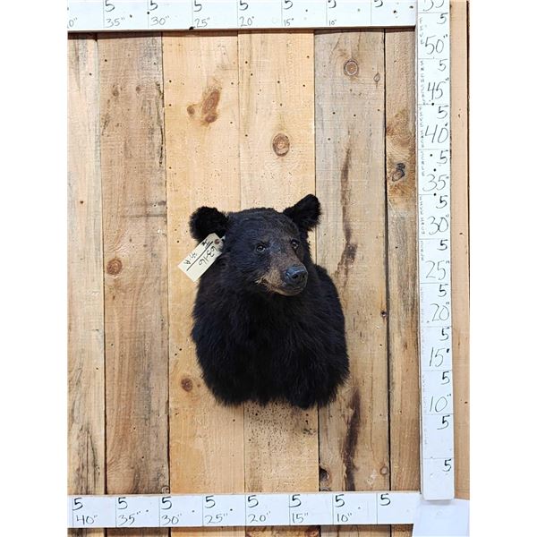 Black Bear Shoulder Mount Taxidermy