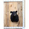 Image 1 : Black Bear Shoulder Mount Taxidermy