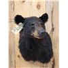 Image 2 : Black Bear Shoulder Mount Taxidermy