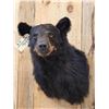Image 3 : Black Bear Shoulder Mount Taxidermy