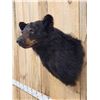 Image 5 : Black Bear Shoulder Mount Taxidermy