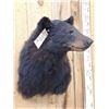 Image 6 : Black Bear Shoulder Mount Taxidermy