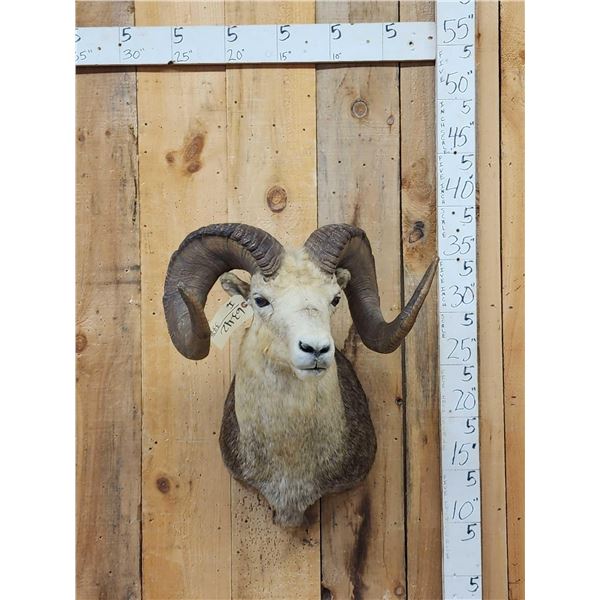 Stone Sheep Shoulder Mount Taxidermy