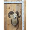 Image 1 : Stone Sheep Shoulder Mount Taxidermy